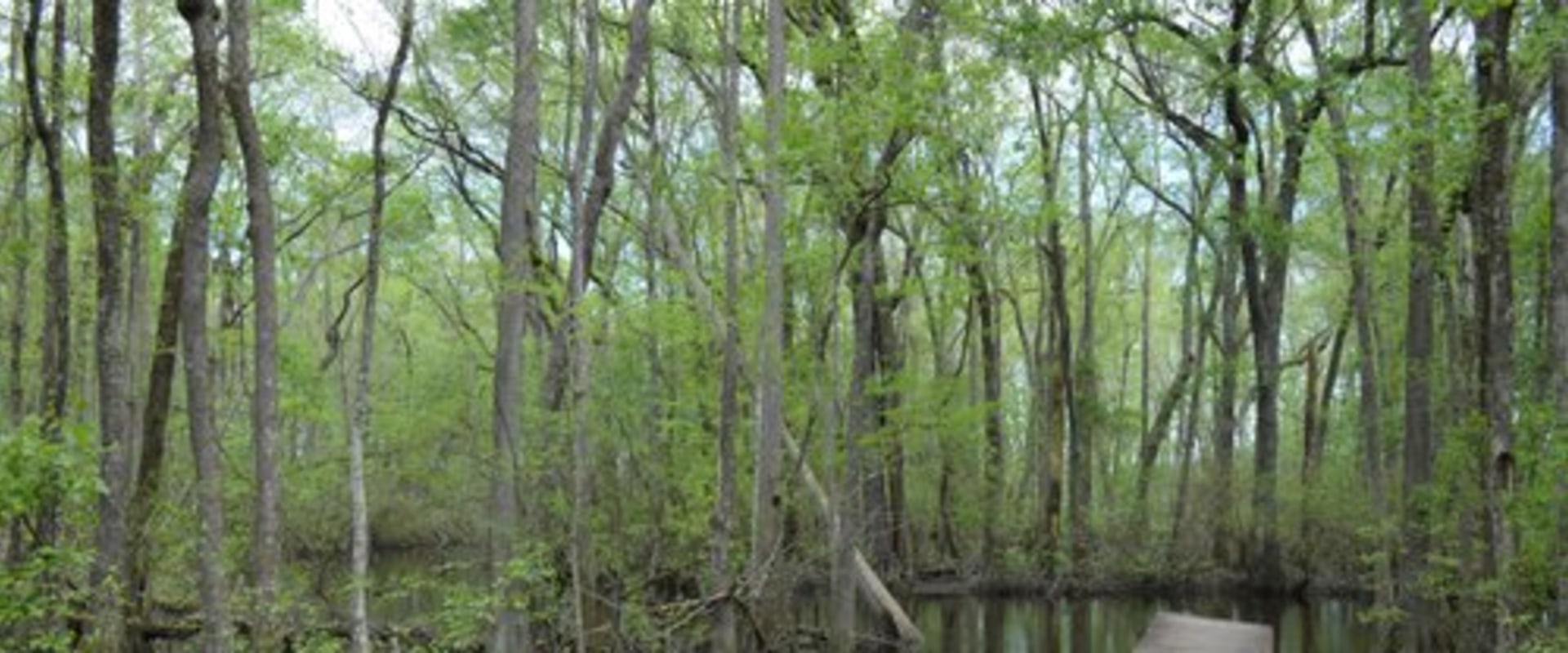 Exploring Aiken: Best Outdoor Activities for Nature Lovers