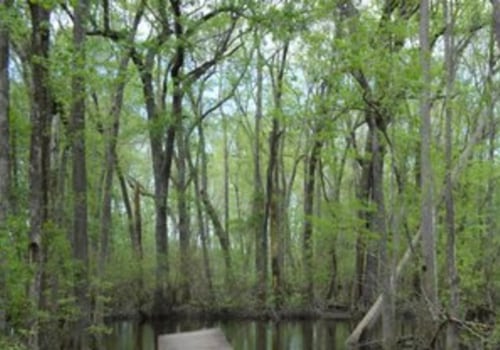 Exploring Aiken: Best Outdoor Activities for Nature Lovers